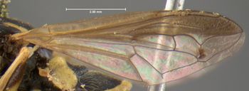 Media type: image;   Entomology 435 Aspect: wing